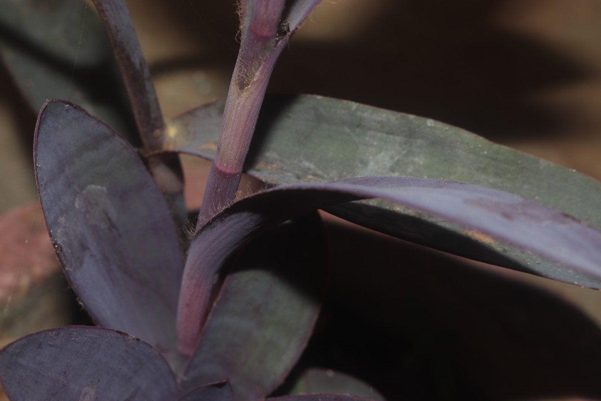 Tradescantia pallida (Rose) D.R.Hunt